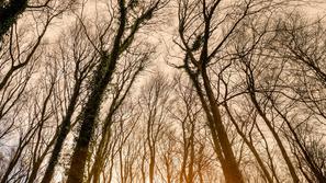 Gozd pozimi; sonce pozimi; zima