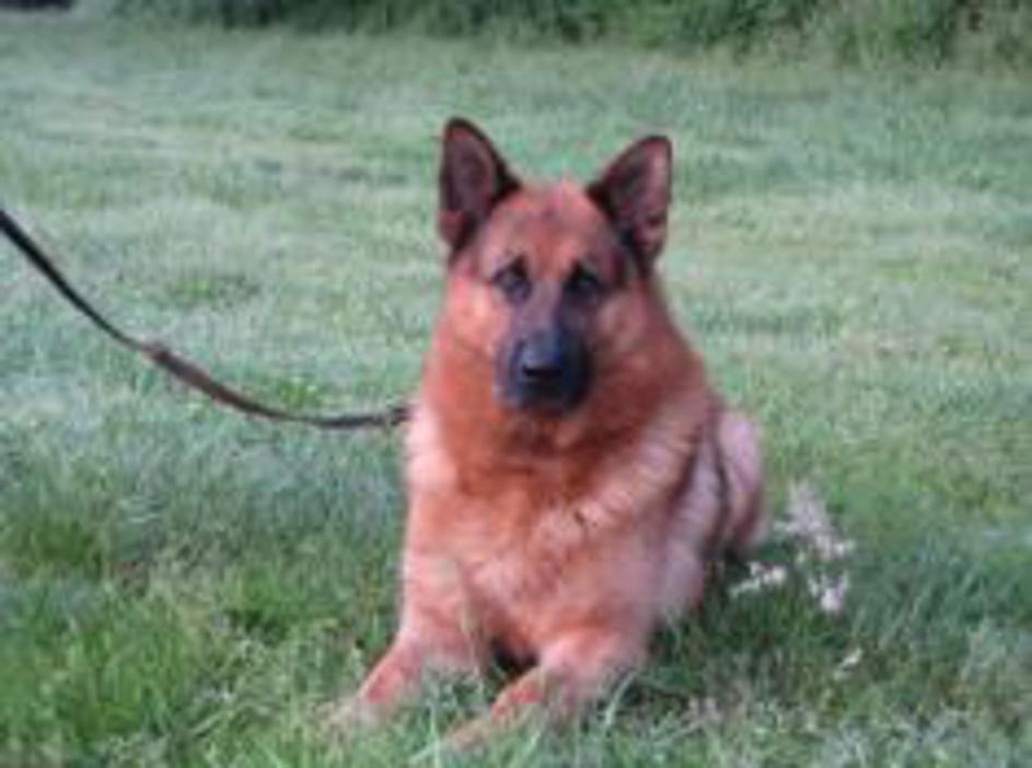 Pes Dallas, pasme nemški ovčar, poležen 11. julija 2013