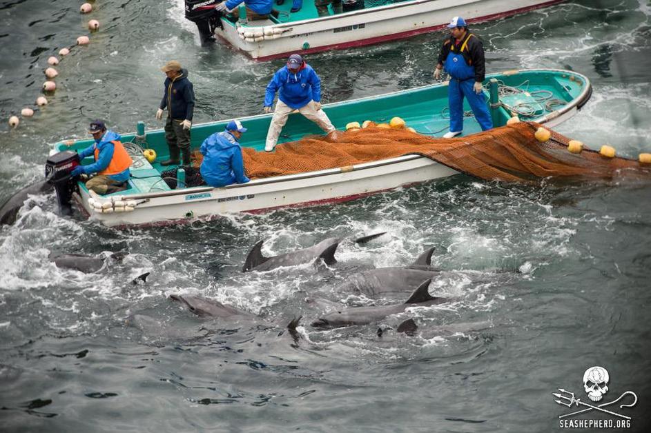 lov delfinov