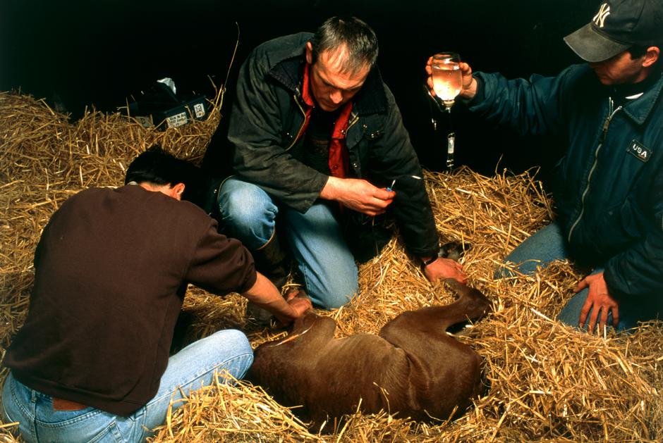 veterinar | Avtor: Profimedia