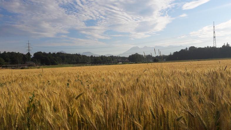 Pridelava hrane, poljedelstvo, njiva