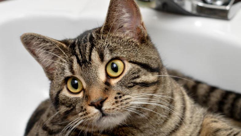 Mačko okopajte nekajkrat letno.