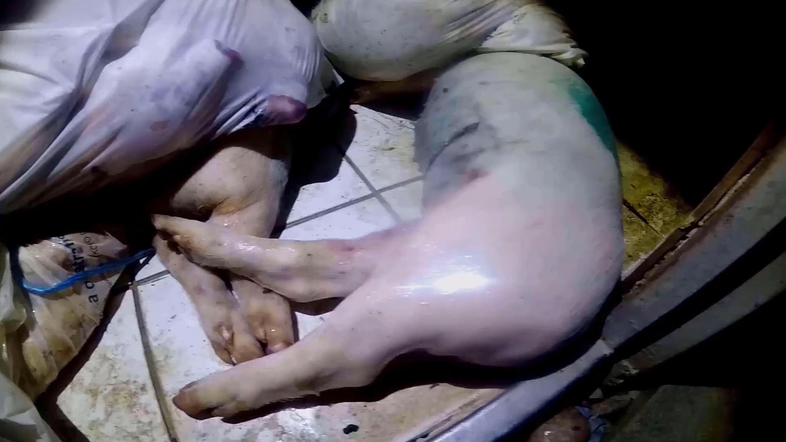 Farma prašičev v Sloveniji