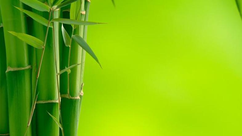 Pri bambusu je treba biti previden. (Foto: iStockphoto)