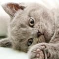 S kastracijo mačkov se preprečujejo spolno prenosljive bolezni, kakršni sta mačj