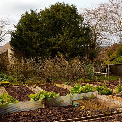 zelenjavni vrt jesen