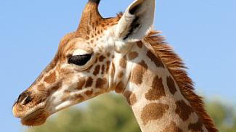 Halo, lahko govorim z gospodom po imenu G. Raffe?