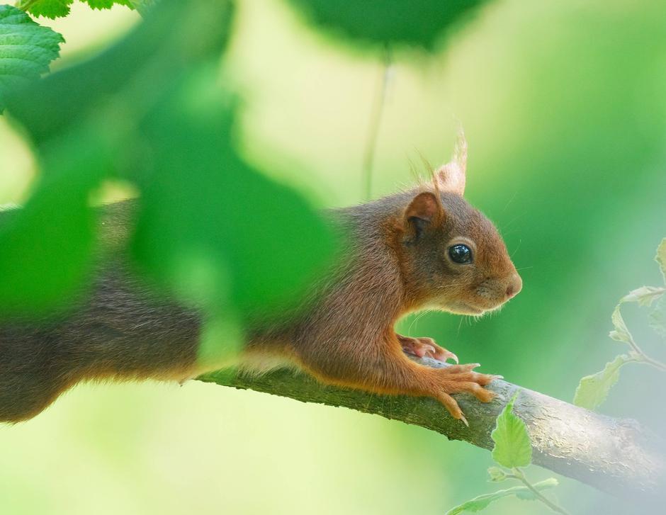 Rdeča veveriva | Avtor: Profimedia