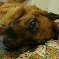 Primer mučenja psa, ki so ga morali zaradi strašnega trpljenja uspavati, je pret