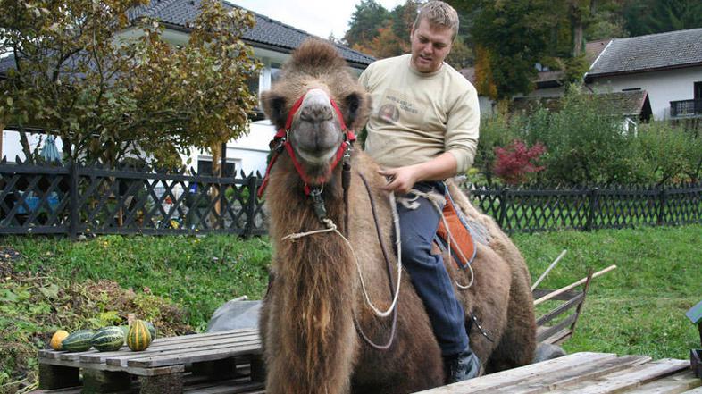 Damjan Zupan bi rad v prihodnje svojega dvogrbega kameljega samca Aladina ujahal