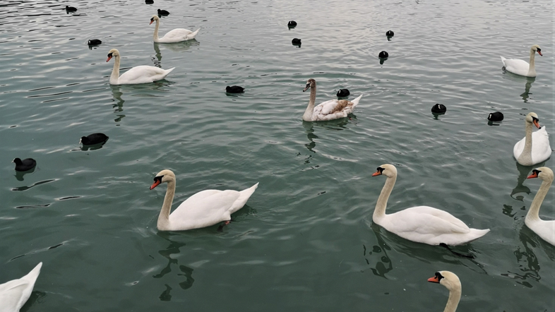 Zbiljsko jezero je priljubljeno zaradi številnih vodnih ptic, med njimi je več kot 100 labodov grbavcev.