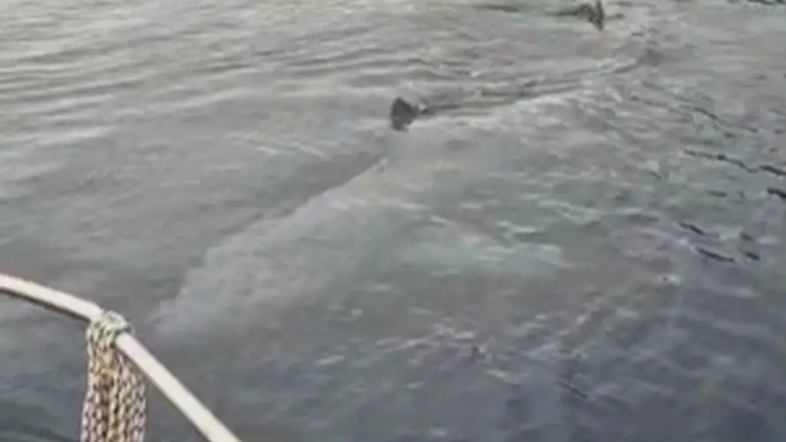 morski pes orjak Istra