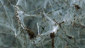 Yponomeuta cagnagella