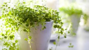 Zelenje bo veliko pripomoglo k boljšemu počutju. (Foto: Shutterstock)