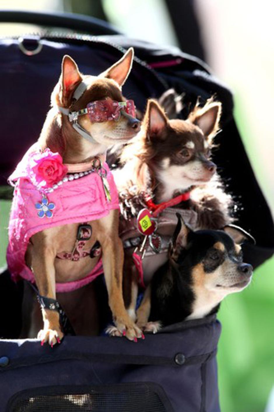 Psa z očali | Avtor: Profimedias