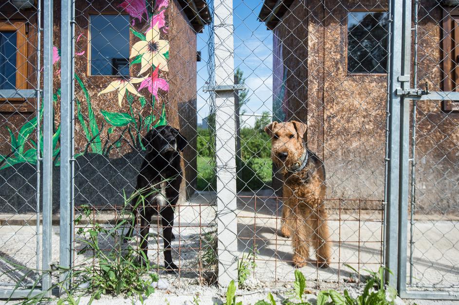 Pasji vrtec in hotel