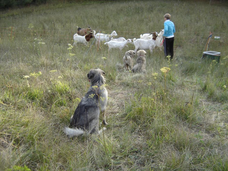 Kraški ovčar | Avtor: Davorin Lisjak