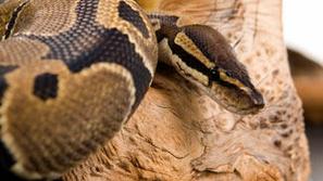 Ameriško gospodinjo je v pralnem stroju čakalo neprijetno presenečenje.