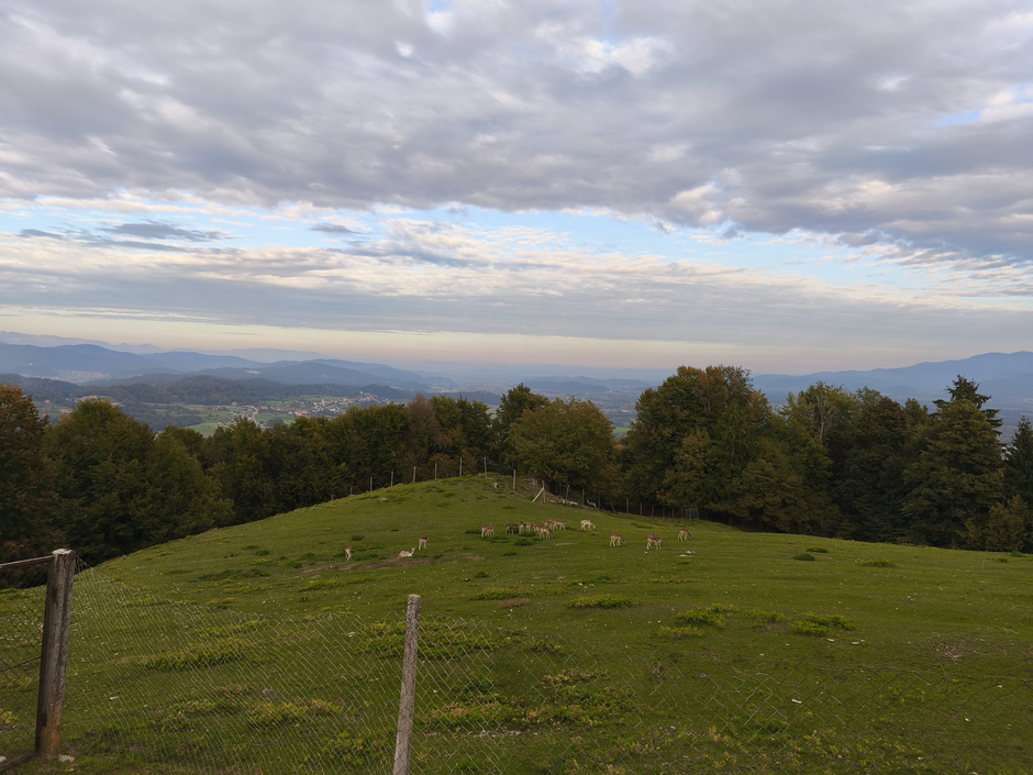 Turistična kmetija Kuren, damjaki | Avtor: Žurnal24/Nina Šprohar