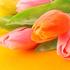 roze_tulipani_260111