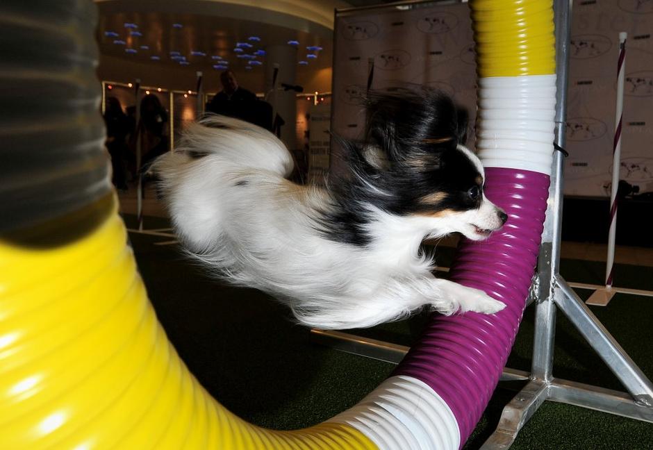 Papillon | Avtor: EPA