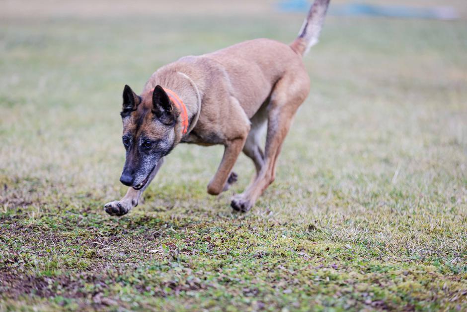 oddelek za šolanje službenih psov Gmajnice, policijski psi, šolanje psov | Avtor: Saša Despot