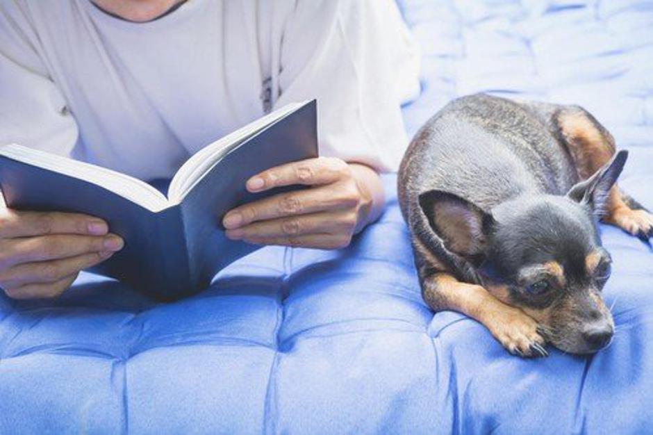 Branje psu | Avtor: Profimedia