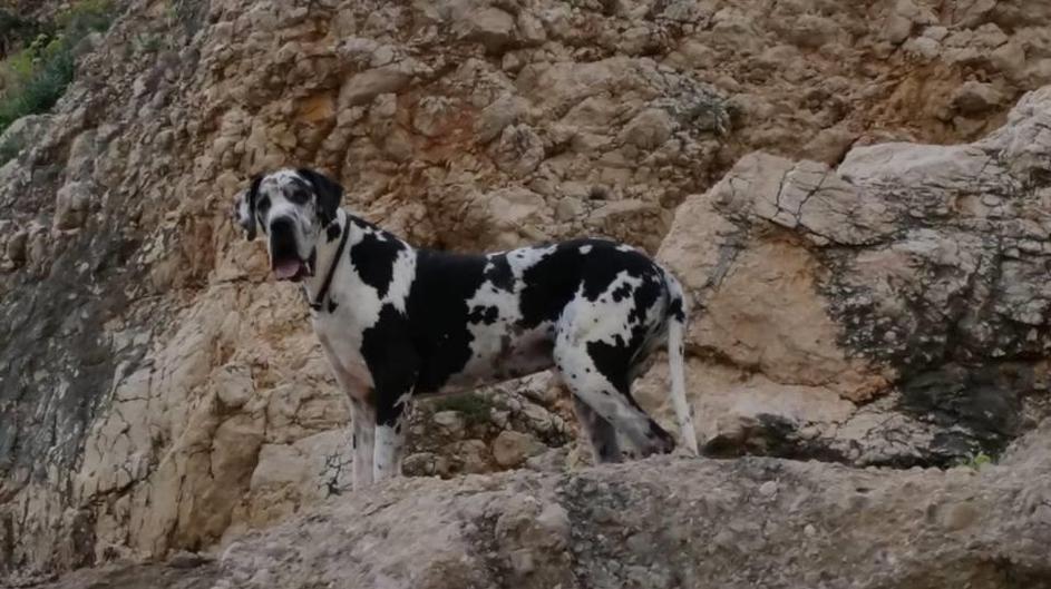 Življenje z nemško dogo