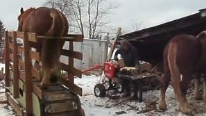 Konj in cepljenje drv