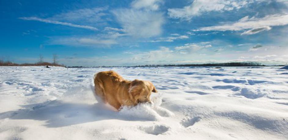 Zlati prinašalec na snegu