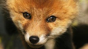 (Foto: Shutterstock)