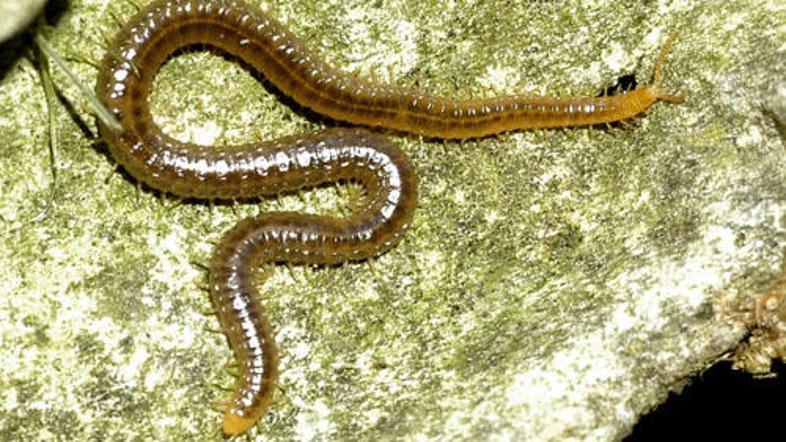 Sledi po vsej verjetnosti pripadajo stonogi, ki se je pred več kot 570 milijoni 