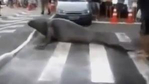 Morski lev na sprehodu 