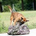 Koliko je zares potencialno nevarnih psov v Sloveniji? Podatka ni! Deklarirano n