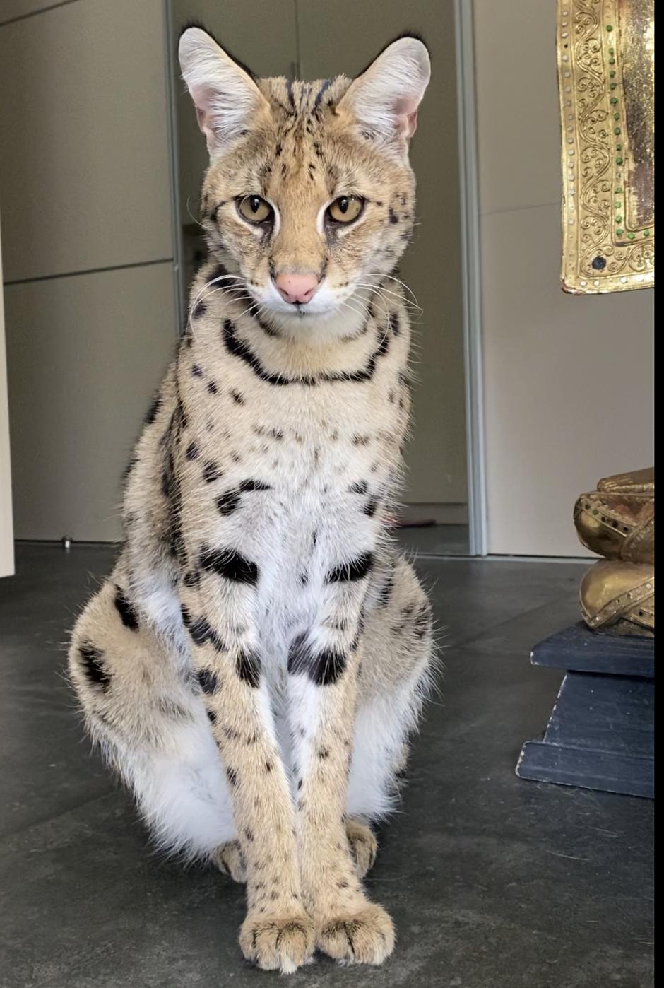 Piccollo | Avtor: Špela Kastelic: Piccollo