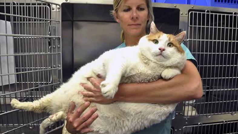 Najdebelejša mačka na svetu