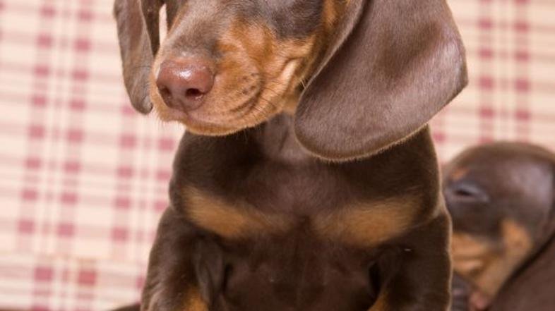 jazbečar, pes, kuža