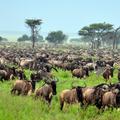 Serengeti, Tanzanija