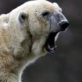 polarni medved