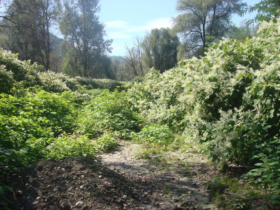 Japonski dresnik | Avtor: Zoran Grecs