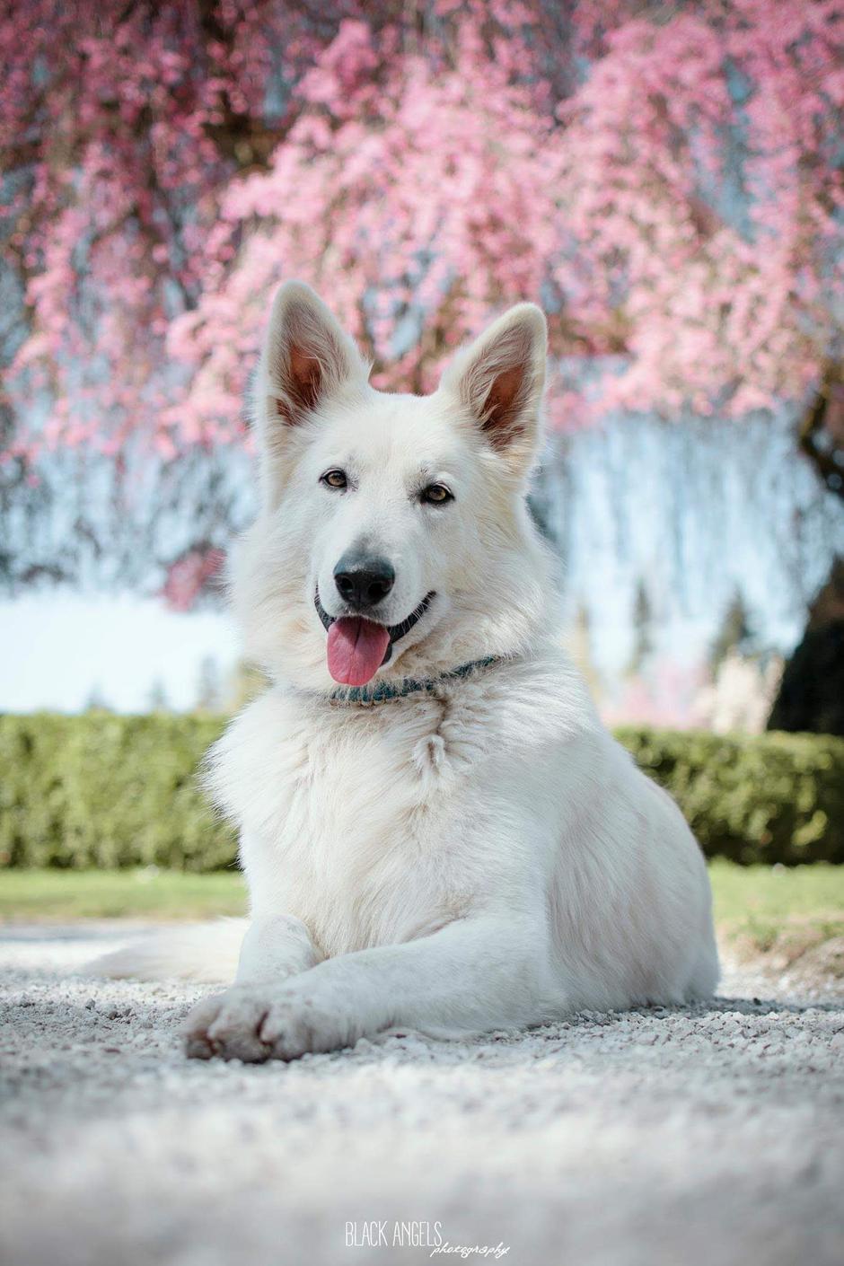 Beli švicarski ovčar | Avtor: Damjana Jugovic Božnar