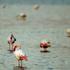 Flamingi, Evrona, Izrael.