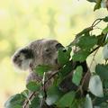 Koala (Foto: Shutterstock)