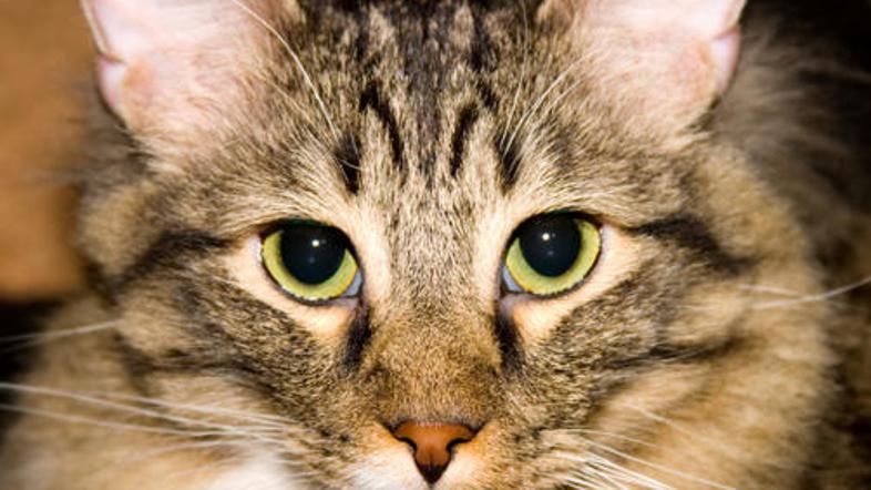 Če ne bi bilo pogumnega gasilca, bi se mačkino življenje končalo tragično.