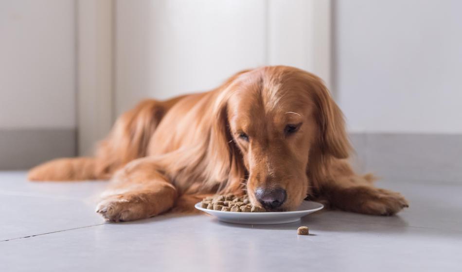 Nikar ne hranite vaših psov s to hrano: Odpoklicali so jo