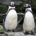 pingvina geja