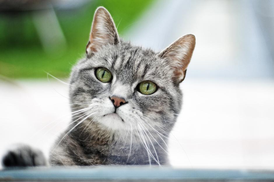 mačka | Avtor: Shutterstock