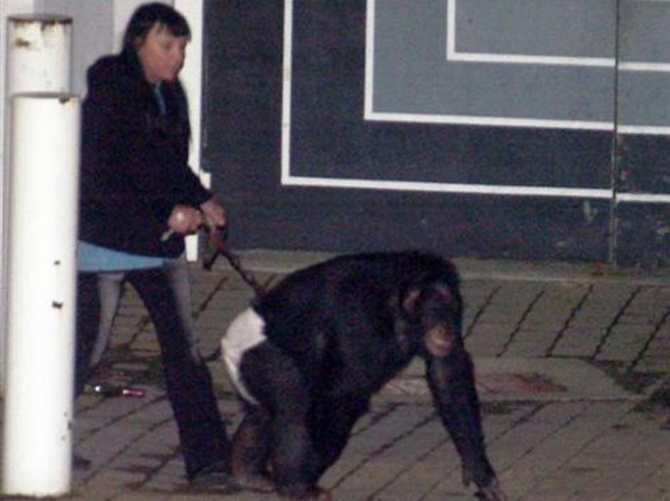 Šimpanz je napadel 55-letno žensko in ji raztrgal obraz.