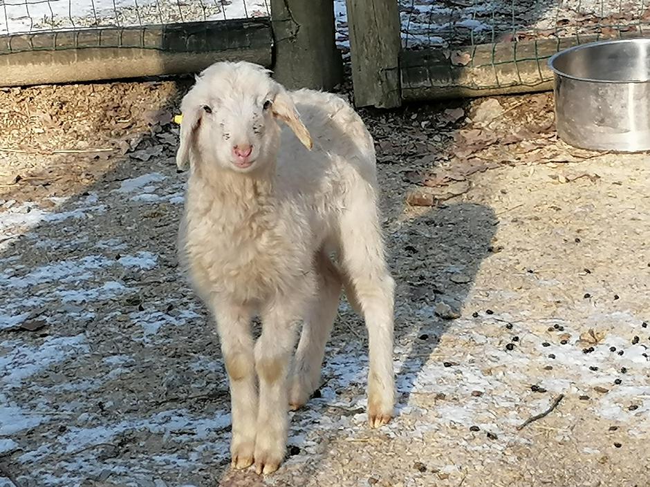 Jezersko-solčavska ovca | Avtor: ZOO Ljubljana