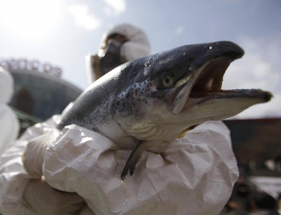 seul, vrh o jedrski varnosti, protesti, protestniki